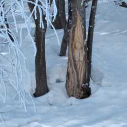 NInfa-dei-boschi-neve