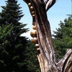 scultura-radicata-particolare